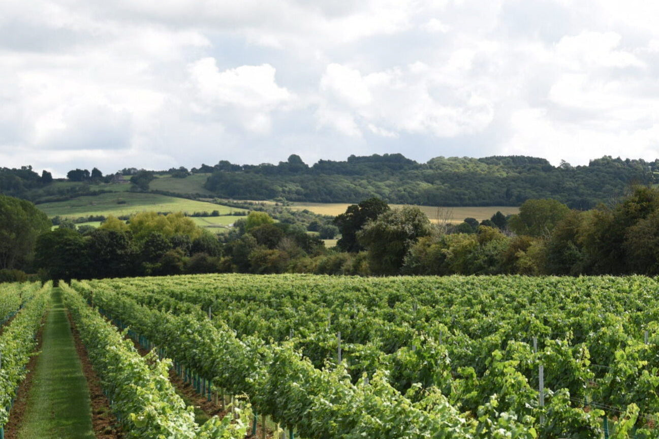 WHAT MAKES WILTSHIRE WINE SO SPECIAL? – Whitehall Vineyard