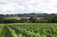 WHAT MAKES WILTSHIRE WINE SO SPECIAL?-image
