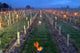 FROST WATCH AT WHITEHALL VINEYARD-image